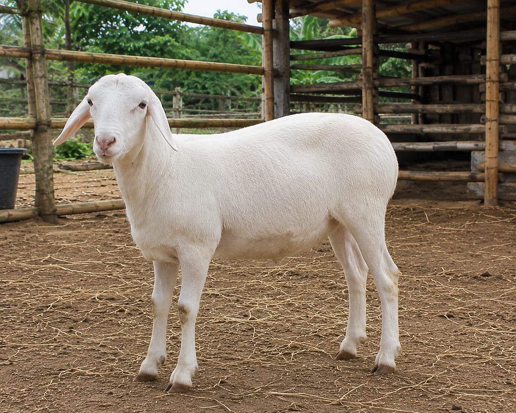 বাচ্চা দুম্বার ছবি -Young male dumba