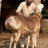 Bengal Dumba farm west bengal dumba buy বেঙ্গল দুম্বা ফার্ম চব্বিশ পরগনা উত্তর ২৪ পরগনা