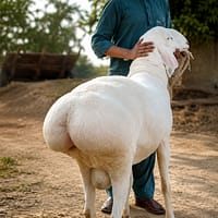 Bengal Dumba farm west bengal dumba buy বেঙ্গল দুম্বা ফার্ম চব্বিশ পরগনা উত্তর ২৪ পরগনা