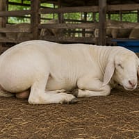 Buy male dumba in west bengal
