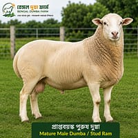 mature male dumba for sale. Bengal Dumba Farm-এর mature male dumba for sale in kolkata, west bengal